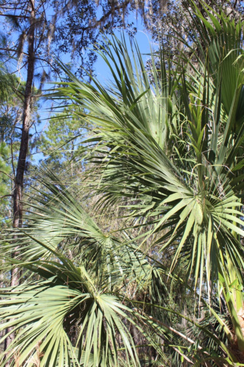 <p>What is the name of the plant pictured here?</p>