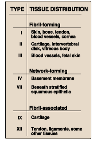 <ul><li><p>Fibril forming (I-III)</p></li><li><p>Network forming (forms meshes) (IV)</p></li><li><p>Fibril-associated (associates with Type I, II, III) (V, VI)</p></li></ul><p></p>