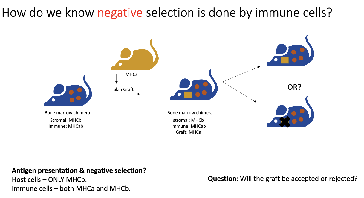 <ul><li><p><strong>Setup:</strong></p><ul><li><p><strong>Recipient mouse stromal cells:</strong> MHCB only.</p></li><li><p><strong>Donor bone marrow (immune cells):</strong> MHCAB.</p></li></ul></li><li><p><strong>Test:</strong></p><ul><li><p>Skin graft from MHCA mouse (yellow) placed on recipient (blue, MHCB stromal cells).</p></li></ul></li><li><p><strong>Logic:</strong></p><ul><li><p>Normally, MHCA graft → <strong>rejected</strong> by T cells.</p></li><li><p>If <strong>negative selection is mediated by immune cells</strong>, T cells should be tolerized to MHCA because the immune cells express it.</p></li><li><p>Outcome shows <strong>whether immune cells can induce tolerance</strong> versus stromal cells.</p></li></ul></li></ul><p></p>