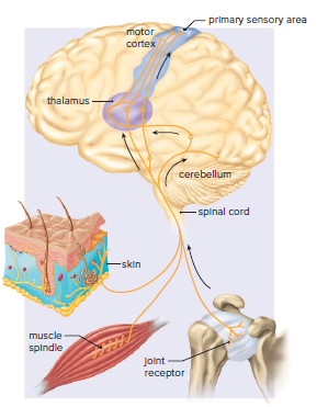 Fig 28.11 - Sensory input to the primary sensory area of the brain.