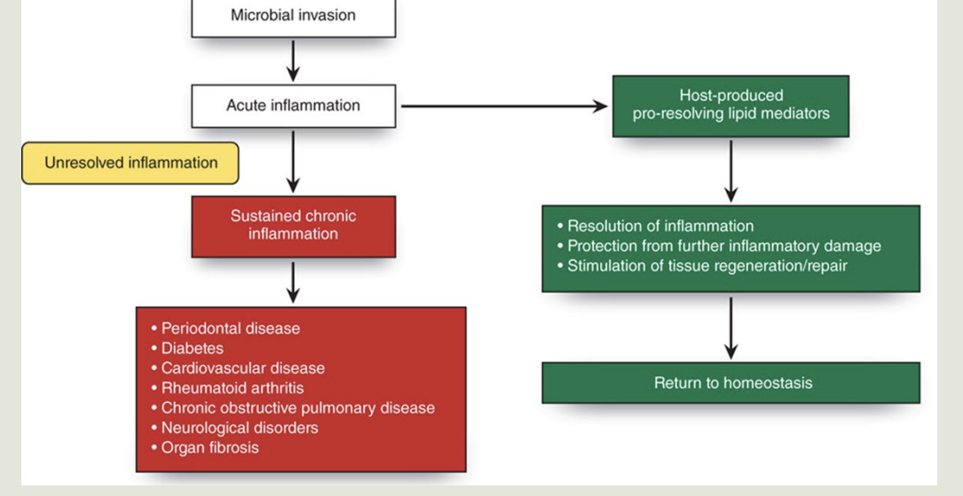 <p><strong>Inflammatory Response and Resolution:  image</strong></p>