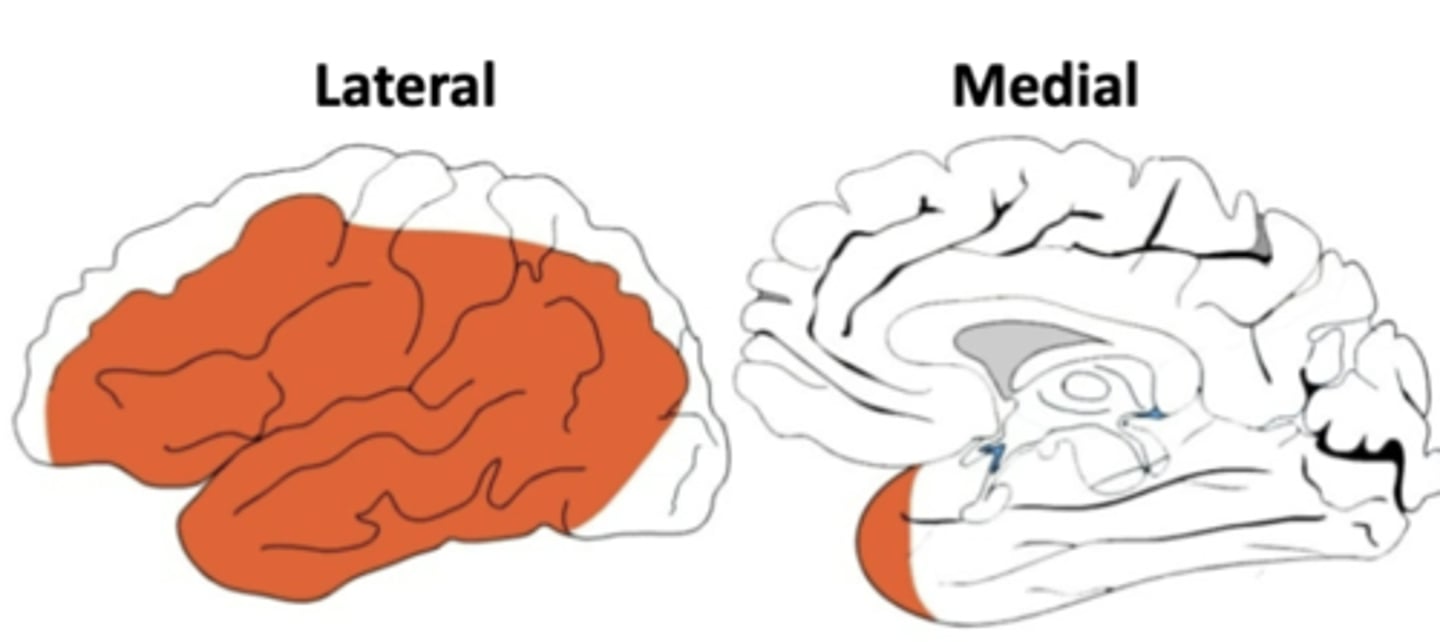 <p>lateral parts of the frontal, parietal, and temporal lobes </p>