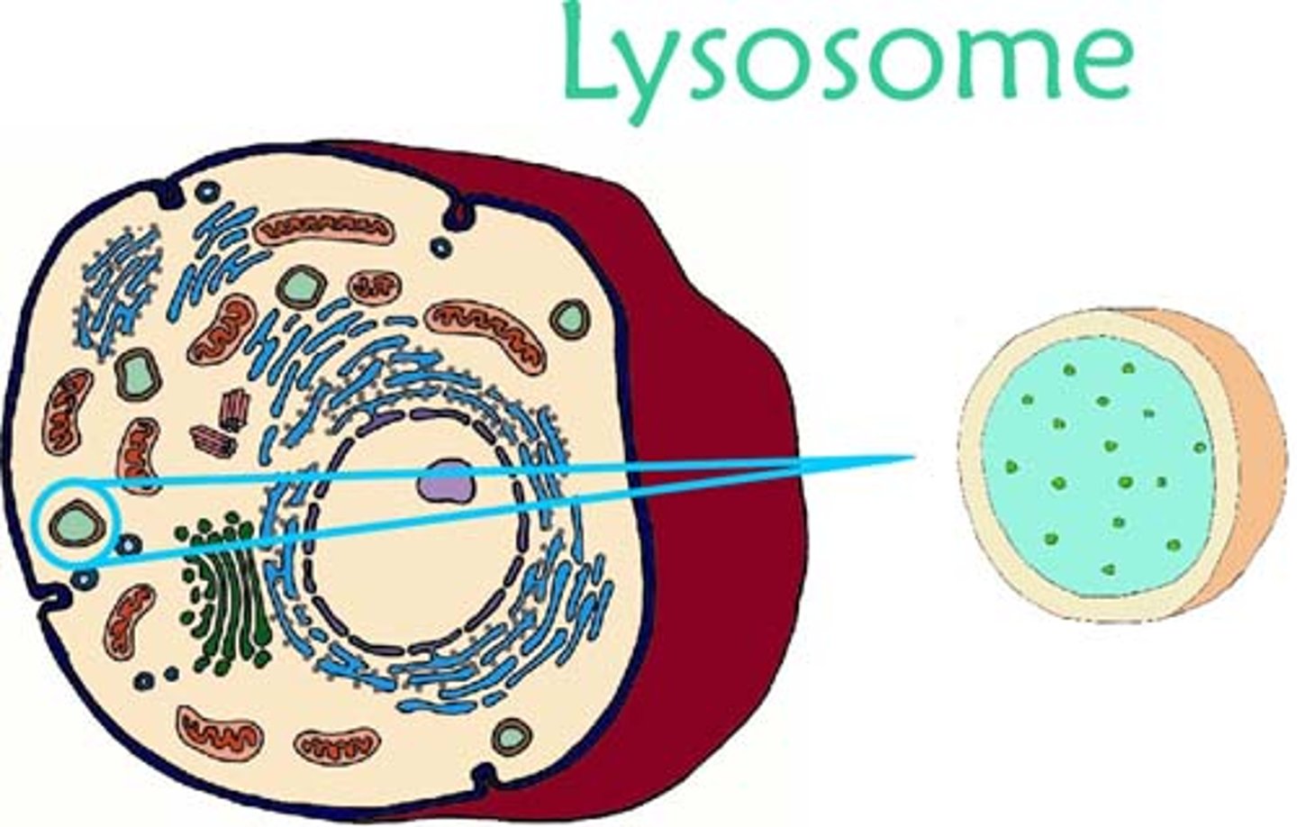 <p>Round organelles surrounded by a membrane with no clear internal structure - formed when the vesicles from the golgi appaartus form enzymes. <br><br>They contain lysozymes which are digestive enzymes like protease etc which is protected from the rest of the cell by the membrane.</p>