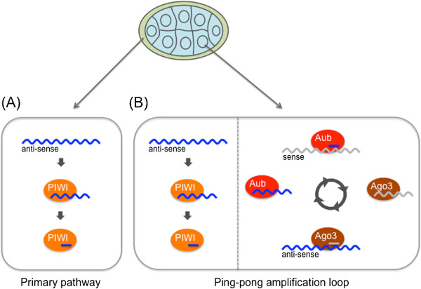 Piwi-interacting RNAs in drosophila