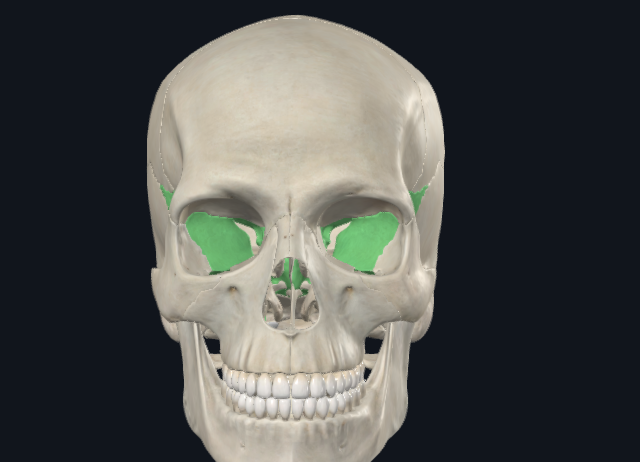 <p>What is this bone?</p>