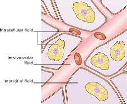 <p>Fluid on the exterior of the cell Contains thousands of ingredients, such as nutrients, hormones, neurotransmitters, salts, and waste products</p>