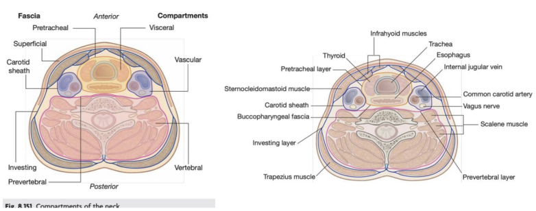 <ul><li><p><span>Visceral compartment –</span></p><ul><li><p><span>Anterior and contain parts of the digestive &amp; respiratory system, and several endocrine glands</span></p></li></ul></li><li><p><span>Vertebral compartment –</span></p><ul><li><p><span>Posterior and contains the cervical vertebrae, spinal cord, cervical nerves, and muscles associated with the vertebral&nbsp;</span></p></li></ul></li><li><p><span>2 Vascular compartments —</span></p><ul><li><p><span>One on each side – lateral &amp; contain the major blood vessels (Carotid, jugular vein) &amp; the vagus nerve (X)&nbsp;</span></p></li></ul></li></ul>