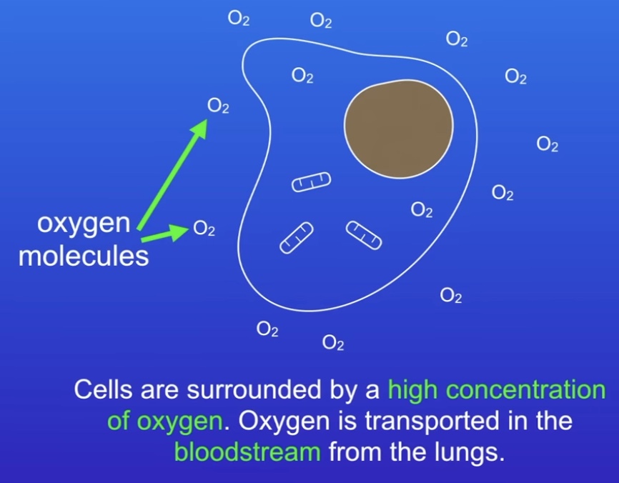 <p>Though cell membrane, diffusion</p><p>Spreading out of particles from higher to lower concentration</p><p>e.g. oxygen, CO2, urea</p>