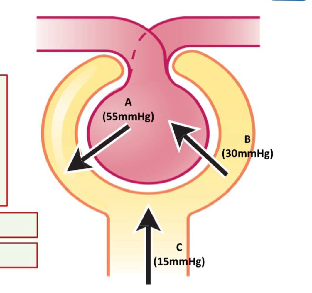 <ul><li><p>flow rate of filtration from the glomerulus into Bowman’s Capsule, (ml/min or L/min)</p></li><li><p>Net filtration pressure = A-B-C </p></li><li><p>Filteration coefficient (kf) = 12.5ml/min </p></li><li><p>GFR = NFP x kf</p></li></ul><p></p>