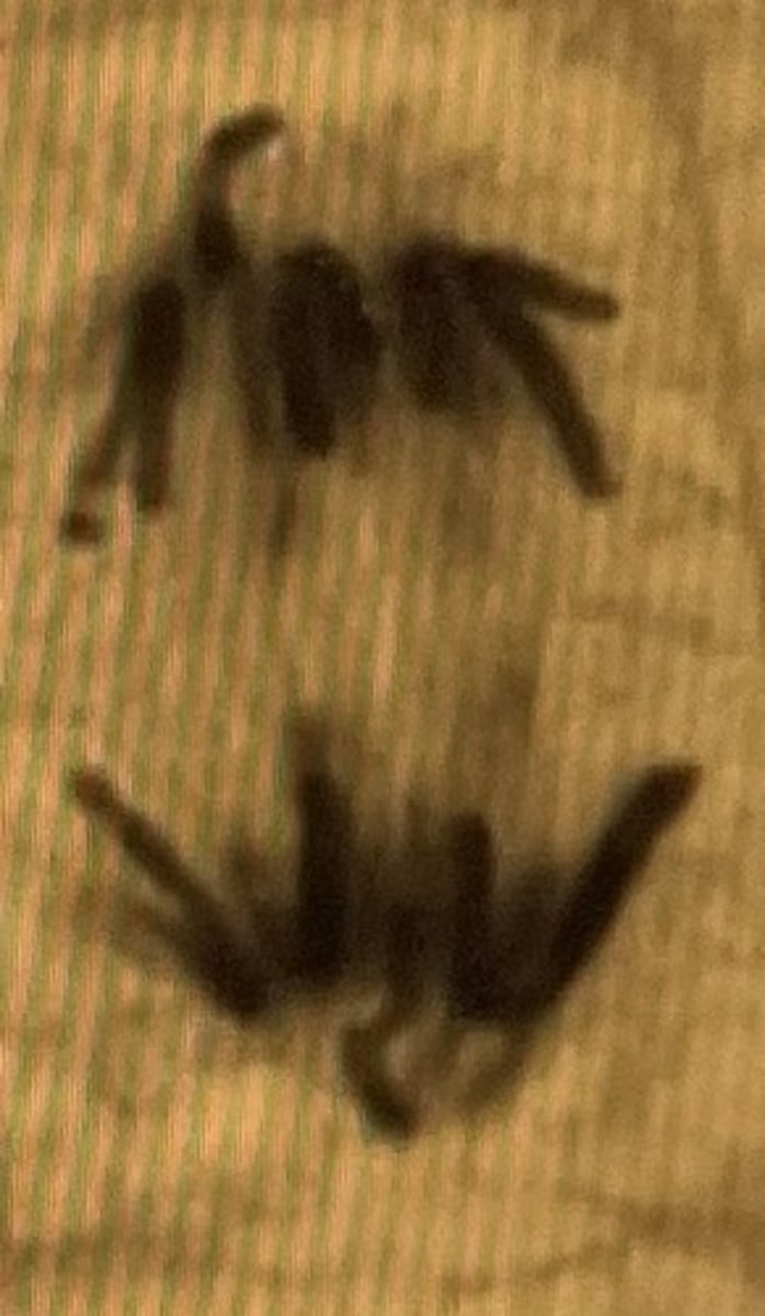 <p>spindle fibers pull apart sister chromatids</p>
