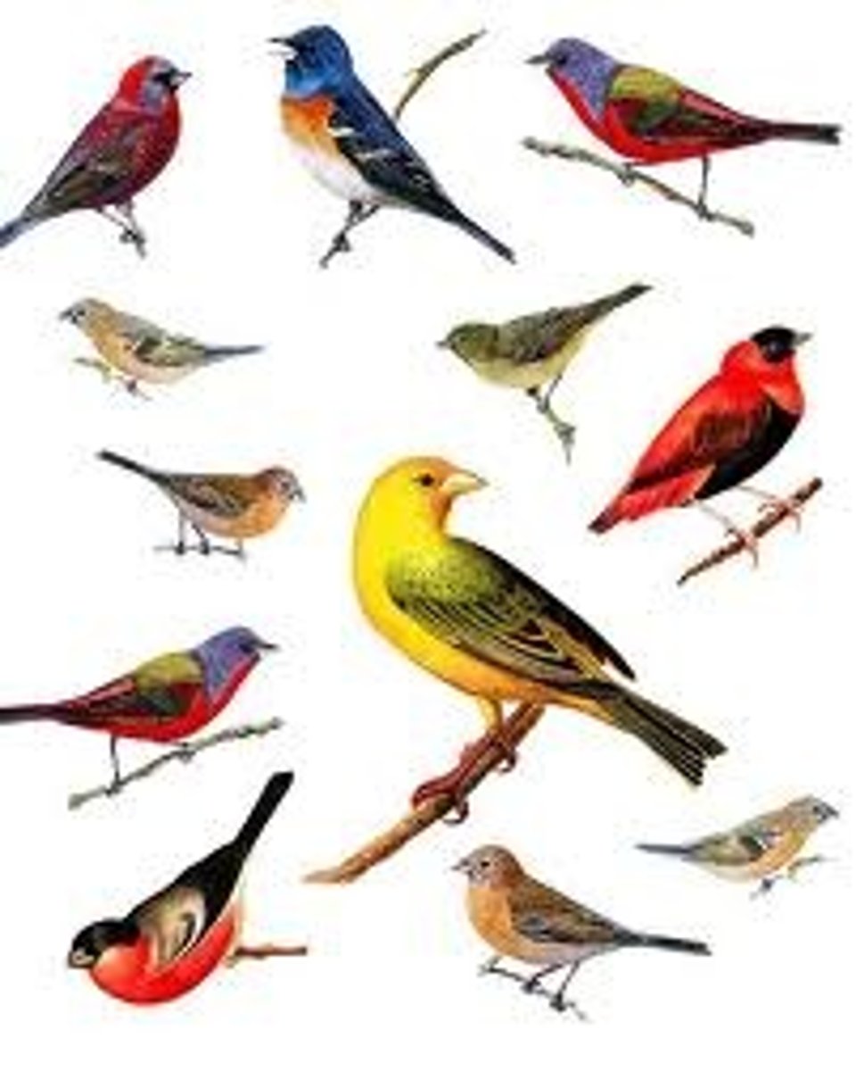 <p>- Birds</p><p>- 4 chambered heart</p><p>- Air sacs in lungs for better gas exchange</p><p>- Endothermic – able to maintain a constant bodytemperature due to heat from metabolism</p>