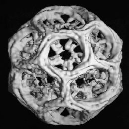 <p>clathrin molecules come together to form a regular network that helps in the formation of vesicles in cells</p>