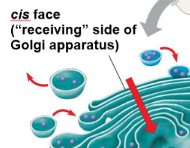 <p>The cis face is the receiving side of Golgi apparatus</p>