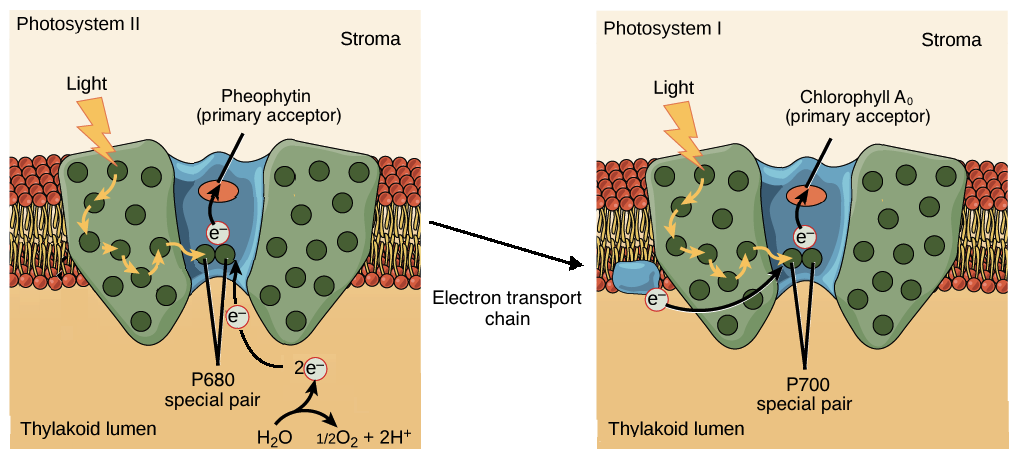 <ul><li><p>Pigment molecules absorb light energy, passing it to the reaction center complex</p></li><li><p>Primary electron acceptor captures electrons from chlorophyll <em>a</em>  when boosted to a higher energy state</p></li><li><p>H2O is split to replace the captured electron</p><ul><li><p>Electrons are donated to photosystem II, with the remaining O &amp; H ions released into the thylakoid</p></li></ul></li><li><p>Released energy pumps H+ into the thylakoid space, driving chemiosmosis</p></li></ul>