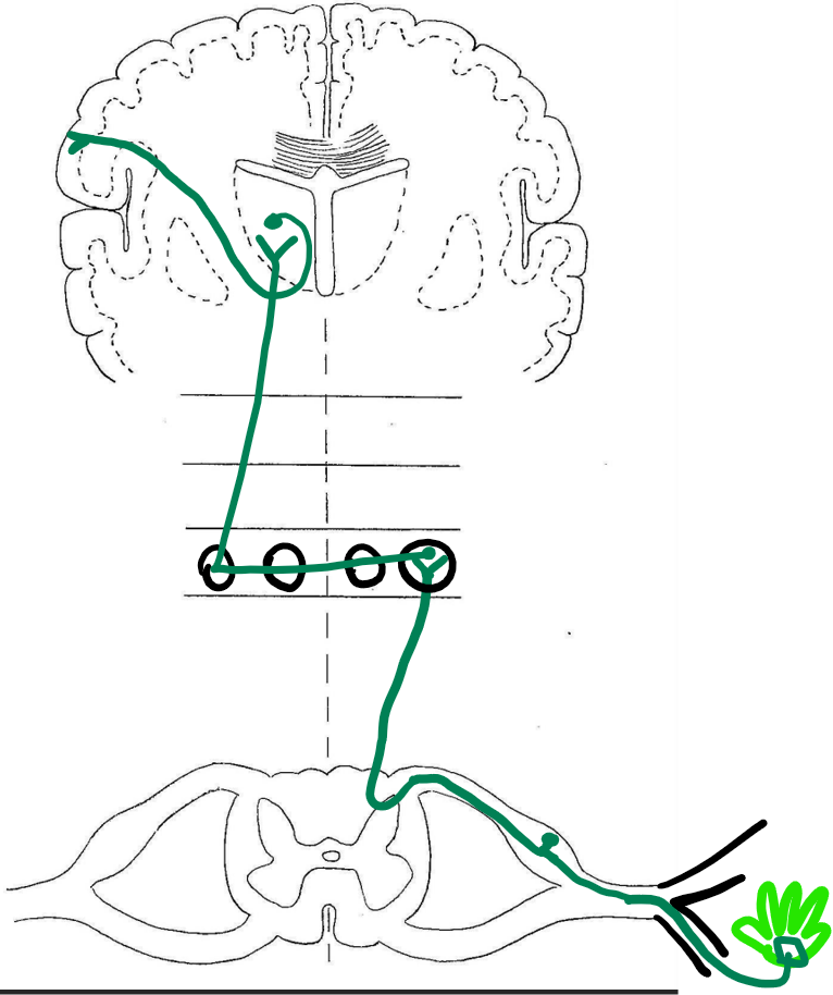 <p>which sensory pathway is displayed here?</p>