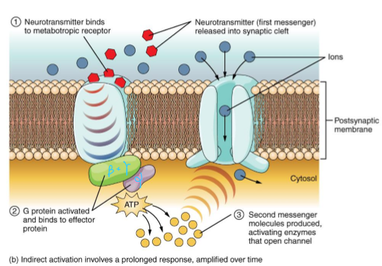 <ul><li><p>G protein located on membrane surface with 3 subunits</p></li><li><p>Alpha subunit binds GTP and dissociates from beta/gamma subunit</p></li><li><p>Alpha subunit activates second messenger molecules</p><ul><li><p>Gs - stimulate adenylyl cyclase » more cAMP</p></li><li><p>Gi - inhibits adenylyl cyclase » less cAMP</p></li><li><p>Gq - activates phospholipase C » increase IP3, DAG, and Ca2+</p></li></ul></li></ul><p></p>