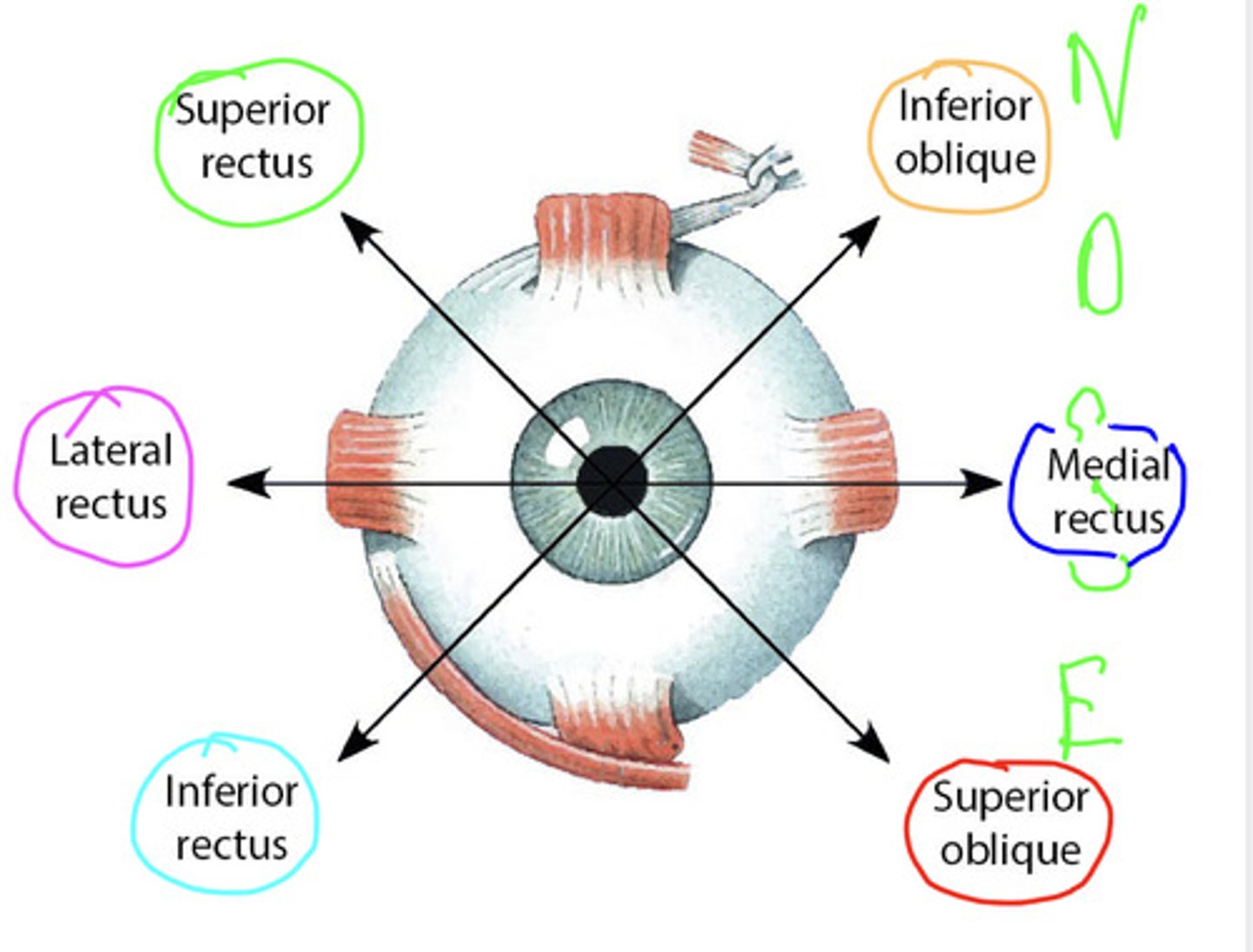 <p>lateral rectus</p>
