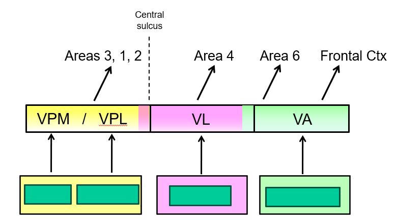<p>cortical processing of information from the basal ganglia and the cerebellum depends on inputs from the thalamus (part 2)</p>