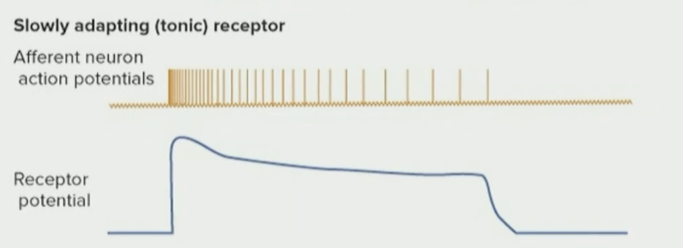 <p>Slowly Adapting Receptor</p>