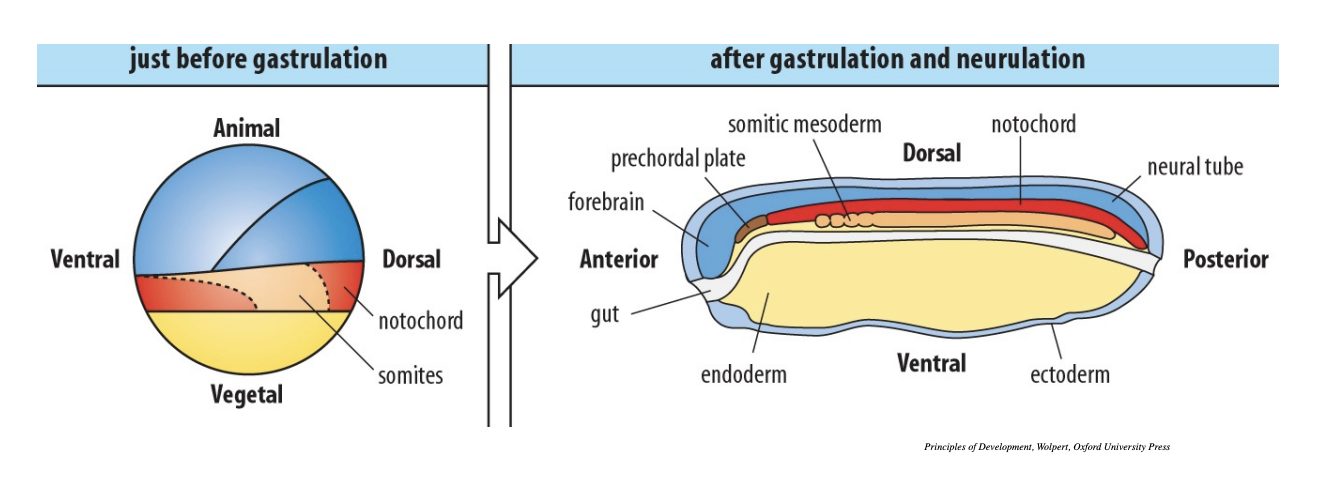 <p>Before gastrulation:</p><ul><li><p>dorsla-and ventral look like the anterior and posterior but they are what will become the dorsal and ventral!</p></li></ul><p></p><p></p>