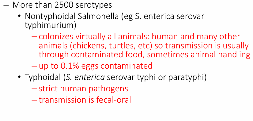 <p>-microbiology-member Enterobacteriaceae</p><p>-GN, facultative anaerobic rod</p><p>-S. enterica has numerous serovars</p>