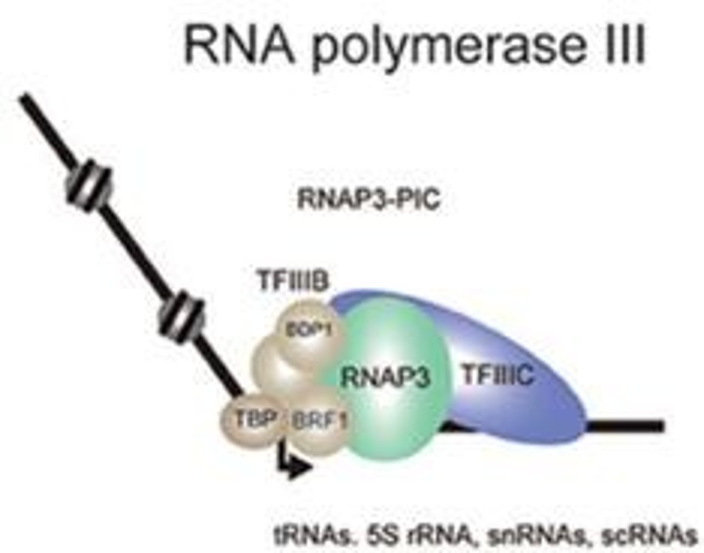 <p>in all eukaryotes; transcribes tRNAs, small rRNAs, snRNAs, and miRNAs</p>