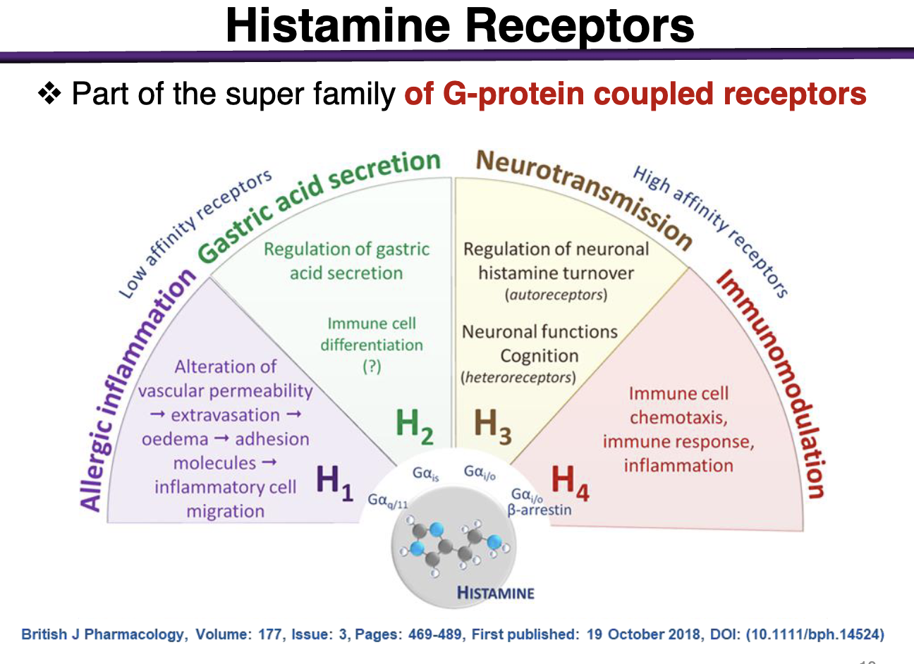 <p><strong>All are coupled to G-proteins </strong></p><p></p><p>Allergic Inflammation: H1 → Allergic Inflammation </p><p></p><p>Gastric Acid Secretion: H2 → gastric acid secretion </p><p></p><p>Neurotransmission: H3 → Neurotransmission </p><p></p><p>Immunomodulation: H4 → Immunomodulation </p>