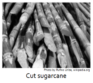 <p>• Through encomienda/repartimiento labor, Indigenous peoples were enmeshed in the global economy</p><ul><li><p>&nbsp;Local plants such as tobacco, cochineal, indigo, and cacao became valuable cash crops</p></li></ul><ul><li><p>By the 17th century, henequen was also a cash crop—ropes for ships</p></li></ul><ul><li><p>&nbsp;Sugarcane was imported from Africa from Spanish colonies in the Canary Islands; became a cash crop</p></li></ul><p>• Corn, beans, squash, tomatoes, chili peppers and chocolate were exported to Europe</p><p>• European iron tools became widely used</p><p>• European crops were introduced, such as wheat, fruits and vegetables</p><p>• European animals were introduced, such as dogs, chickens, oxen, horses, goats, sheep and pig&nbsp;</p>