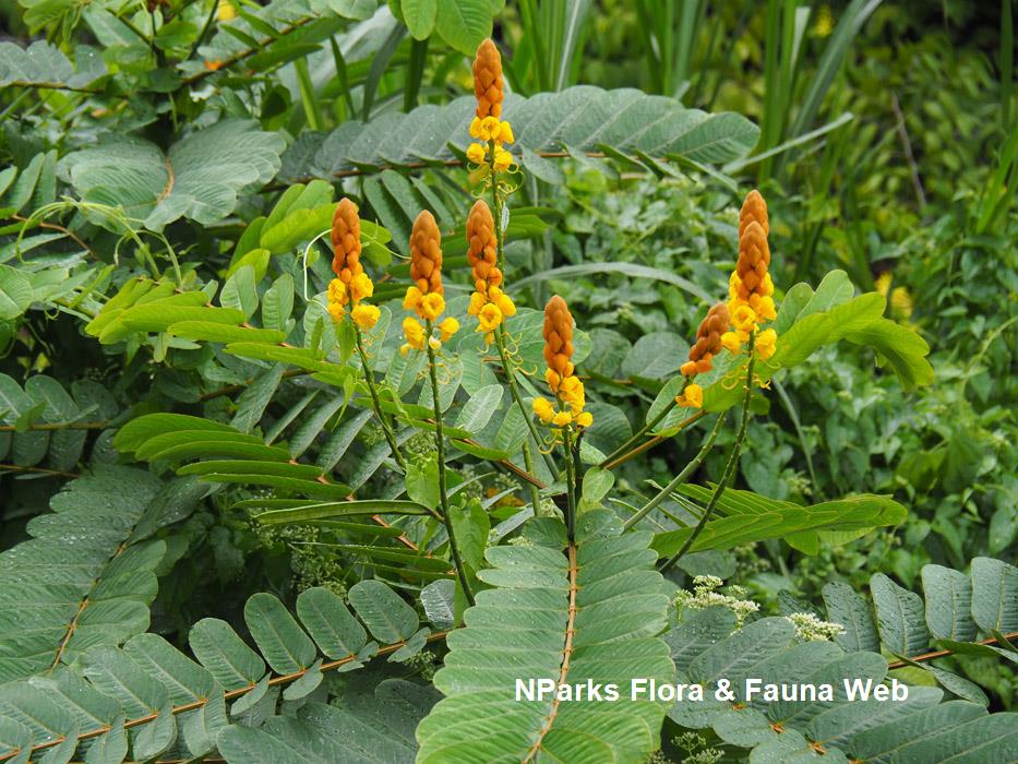 <p>Biological Origin:<strong> Senna alata (L.) Roxb. (Fabaceae)</strong></p><p>Common Name:<strong> <u>Akapulko</u></strong></p><p>Part used: <strong><u>Leaves</u></strong></p><p>Medicinal use:</p><p>Leaves</p><p><strong>● <u>Antifungal</u> ● Laxative</strong></p><p>Seeds</p><p><strong>● For asthma ● Improves visibility</strong></p><p>Secondary metabolites:</p><ul><li><p><strong><u>Sennosides (Senna glycosides)</u></strong></p></li><li><p><strong><u>Aloe-emodin, </u></strong></p></li><li><p><strong><u>Rhein</u></strong></p></li></ul><p><strong>(anthraquinone glycosides)</strong></p>