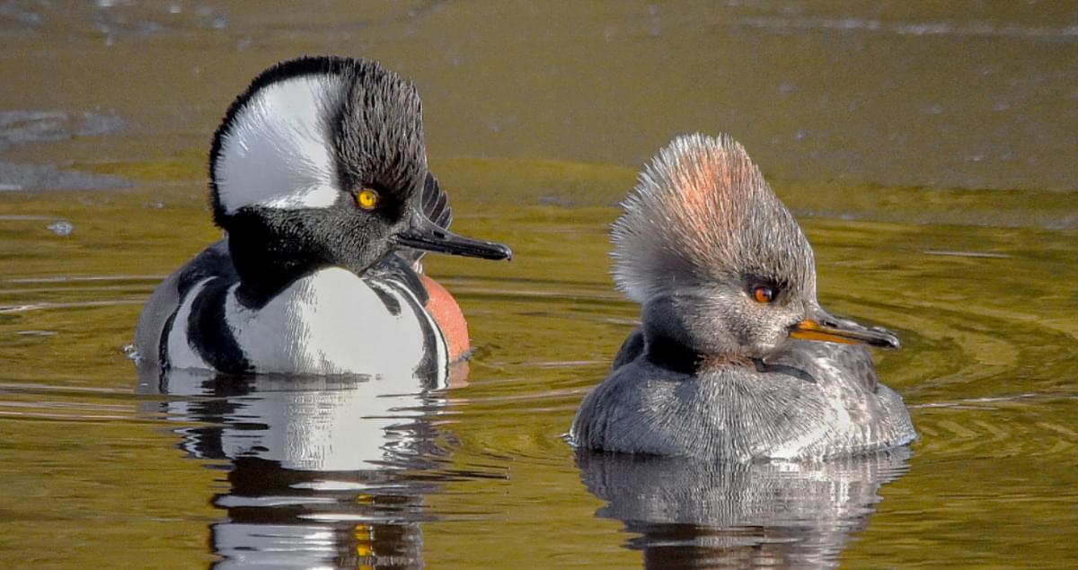 <p>What is this bird?</p>