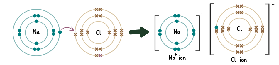 <ul><li><p>metals have to lose electrons to become cations while nonmetals have to gain electrons to become anions</p></li><li><p>in the <span>formation of ionic bonds, metals donate electrons to nonmetals. after the transfer, the anions and cations are held together by a strong electrostatic attraction, forming a stable compound.</span></p></li><li><p><span>The best way to visualise this process is through the dot-and-cross diagram:</span></p></li></ul><p></p>
