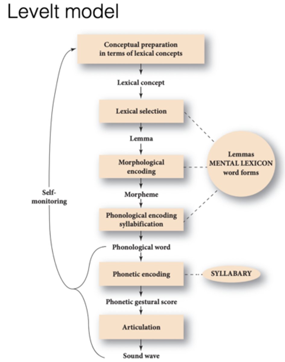 <p>1. Conceptualizing: Select relevant concepts from message and organizes into a mental representation of what they want to communicate.</p><p>2. Lexical selection: Select appropriate words to express intended concept. Word must be retrieved from mental lexicon along with syntax.</p><p>3. Morphological/phonological encoding: After word selection, appropriate morphemes are added before being encoded into a phonological form.</p><p>4. Phonetic encoding: Phonological representation is transformed into a motor plan of articulatory movements to produce speech sounds.</p><p>5. Articulation: Speaker executes motor plan to produce intended speech sounds.</p>