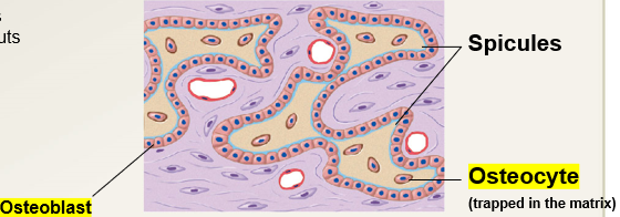 <p>The following occurs during the (?) stage of intramembranous ossification.</p><ul><li><p>the developing bone grows outward from the ossification center.</p></li><li><p>ossification center joins to form spicules</p></li><li><p>some osteoblasts are trapped inside ossification center pockets where they differentiate into osteocytes</p></li></ul>