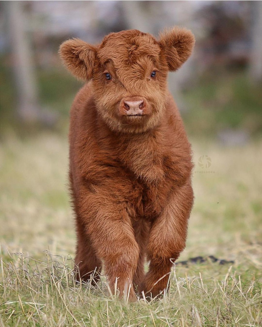 <p>baby cow</p>