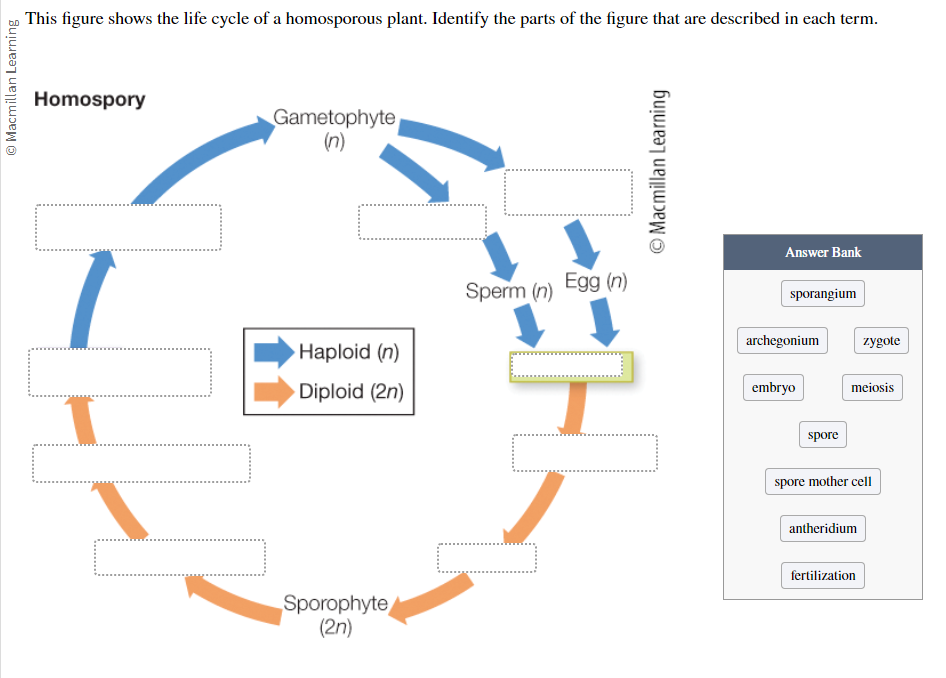 <p>This figure shows the life cycle of a homosporous plant. Label the figure:</p><ul><li><p>Sporangium</p></li><li><p>Archegonium</p></li><li><p>Zygote</p></li><li><p>Embryo</p></li><li><p>Meiosis</p></li><li><p>Spore</p></li><li><p>Spore mother cell</p></li><li><p>Antheridium</p></li><li><p>Fertilization</p></li></ul>