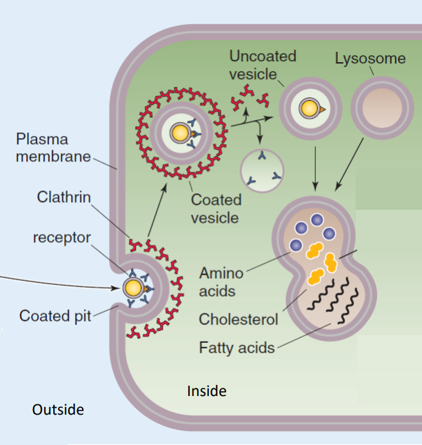 <p>endocytosis</p><ol><li><p>the extracellular particle binds to receptor</p></li><li><p>receptor attracts clathrin protein from inside the cell</p></li><li><p>a vesicle starts to form which will be clathrin coated</p></li><li><p>clathrin is removed</p></li><li><p>the vesicle is fused with the lysosome</p></li><li><p>enzymes in the lysosome break down the particles into small pieces</p></li></ol><p></p>