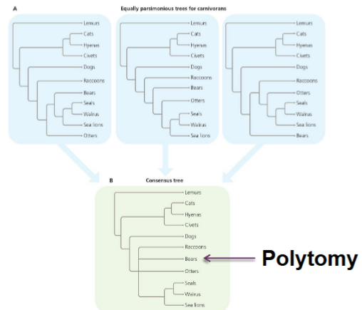 <p>construct a consensus tree (can have a polytomy) </p>