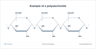 <p>Polysaccharide</p>