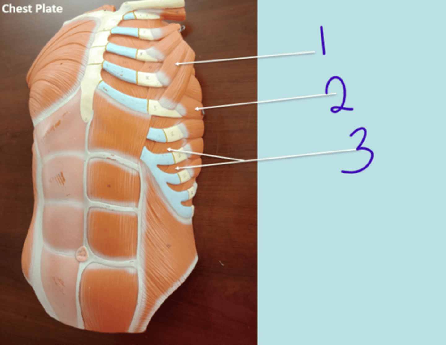 <p>chest plate 2 - #1</p>