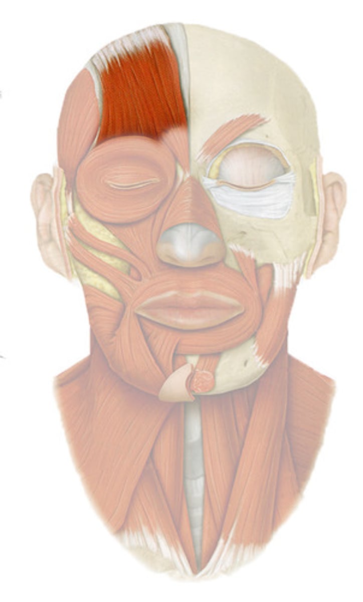 <p>Frontal belly covers forehead;</p><p>Elevates eyebrows &amp; wrinkles forehead horizontally</p><p>EMOTION: Surprise, Curiosity</p><p>N: facial</p>