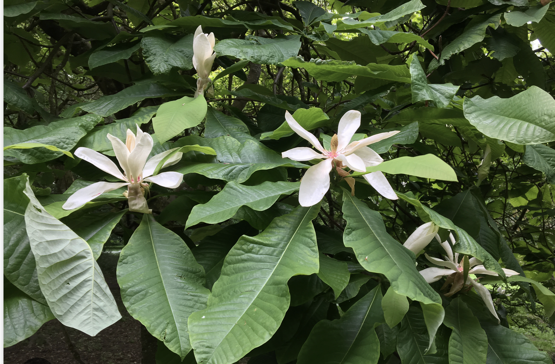 <p><em>Magnolia tripetala</em></p><p>Magnoliaceae</p>