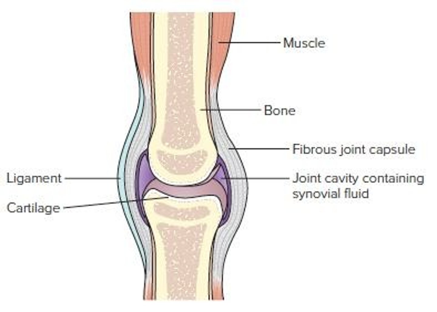 <p>A proprioceptor that helps reduce the stretch reflex and allows muscles to relax and elongate.</p>