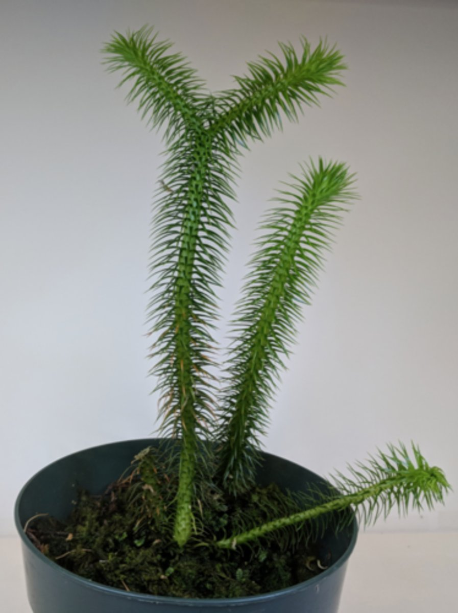 <p>Which of the following characteristics are associated with the plant depicted above?</p>