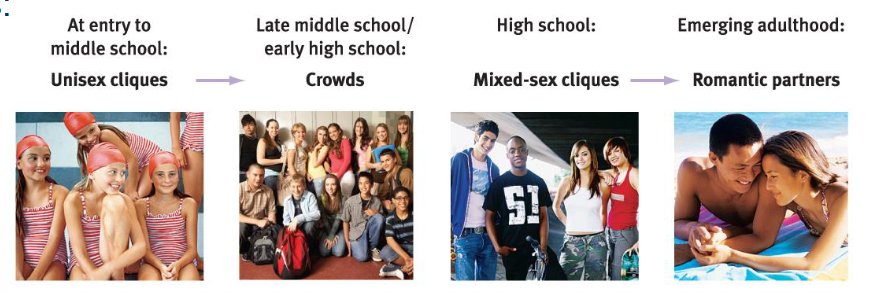 <ul><li><p>At entry to middle school = Unisex cliques</p></li><li><p>Late middle school / early high school = Crowds</p></li><li><p>High school = Mixed-sex cliques</p></li><li><p>Emerging adulthood = Romantic partners</p></li></ul><p></p>