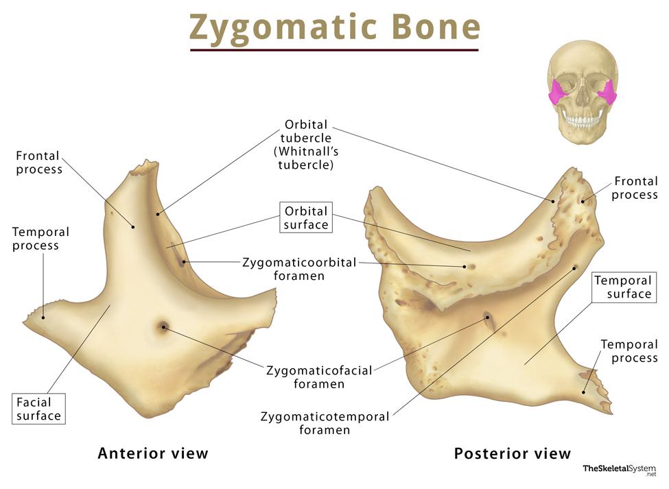 <p>Cheekbones; form lateral walls and floors of orbits </p><p>Temporal process: Make zygomatic arch with zygomatic process of temporal bone</p>