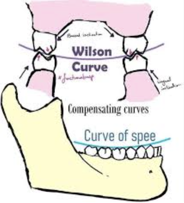 <p>Buccal and lingual cusp tips of both the right and the left posterior teeth</p>