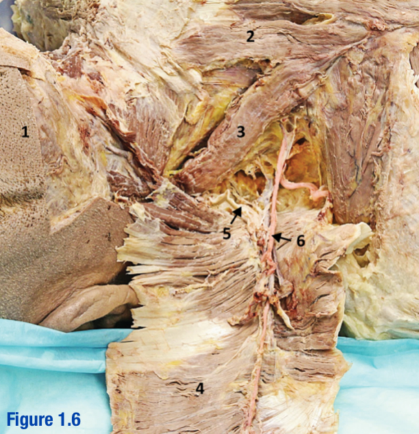 <p>Arises from thyrocervical trunk (branch of subclavian) - Include number in diagram</p>