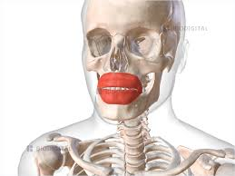 <p>what facial expression bone is this?</p>