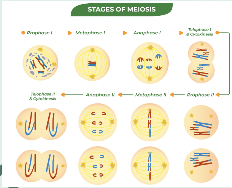 <ol><li><p><strong><u>Meiosis I</u> </strong>→ homologous chromosomes pair + separate</p><ul><li><p>homologous pairs of chromosomes align during prophase I, line up at cell’s center during metaphase I, split apart during anaphase I, chromosomes arrive at poles in telophase I, cell divides (cytokinesis)</p><p></p></li></ul></li><li><p><strong><u>Meiosis II</u></strong> → sister chromatids of each duplicated chromosome separate</p><ul><li><p>two products of meiosis I each divide → 4 haploid nuclei, then phases occur, then cytokinesis</p><p></p></li></ul></li><li><p><strong><u>Completion of Meiosis</u></strong> → 4 haploid daughter cells</p></li></ol>
