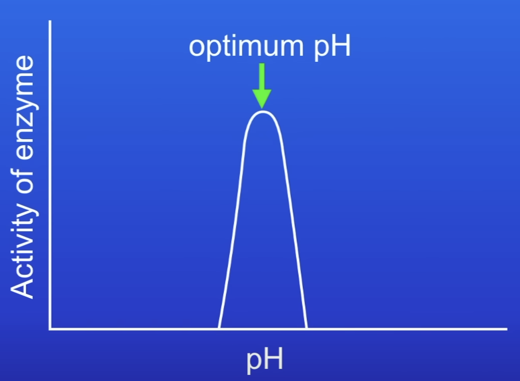 <p>Enzyme activity is maximum</p>